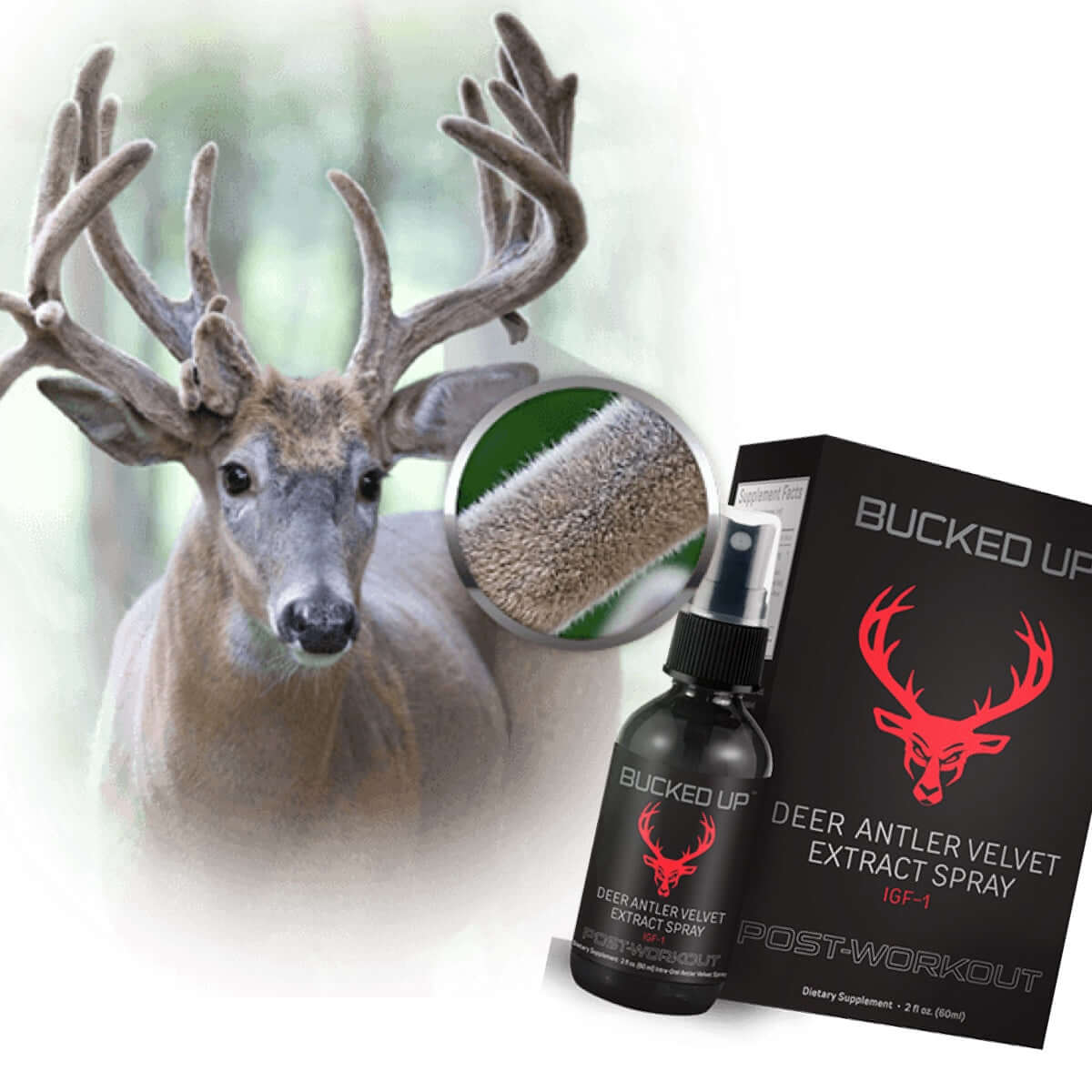 Antelope - An in Depth Look at Deer Antler Supplements